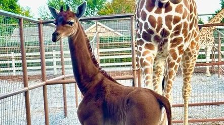 V zoo v Tennessee se narodila žirafa bez skvrn, je zřejmě jediná na světě